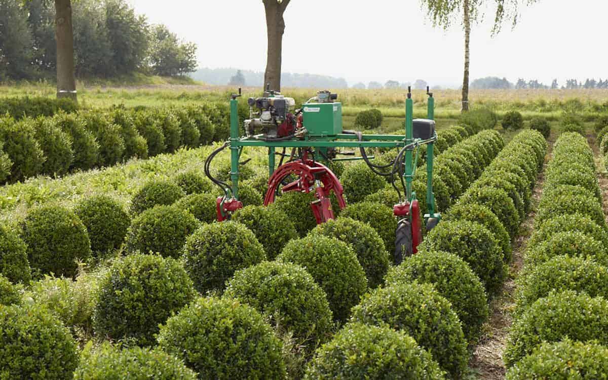Maschine für den Schnitt von kleinen Buchsbäumen bei der Arbeit im Feld