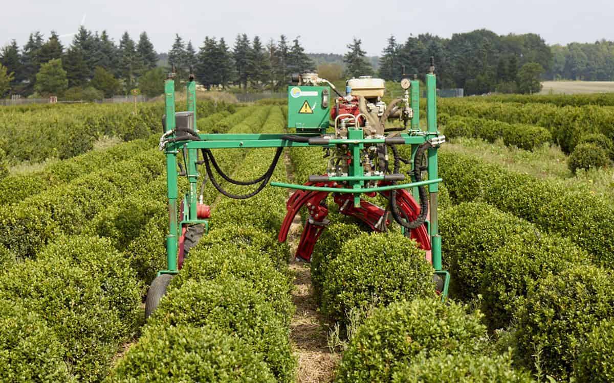 Buchsbaumschnitt auf Hof Oelkers