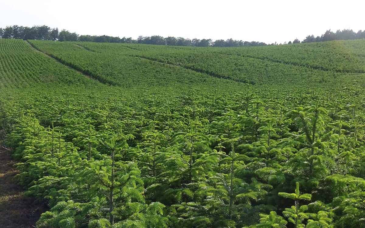 Weihnachtsbaum Schonung