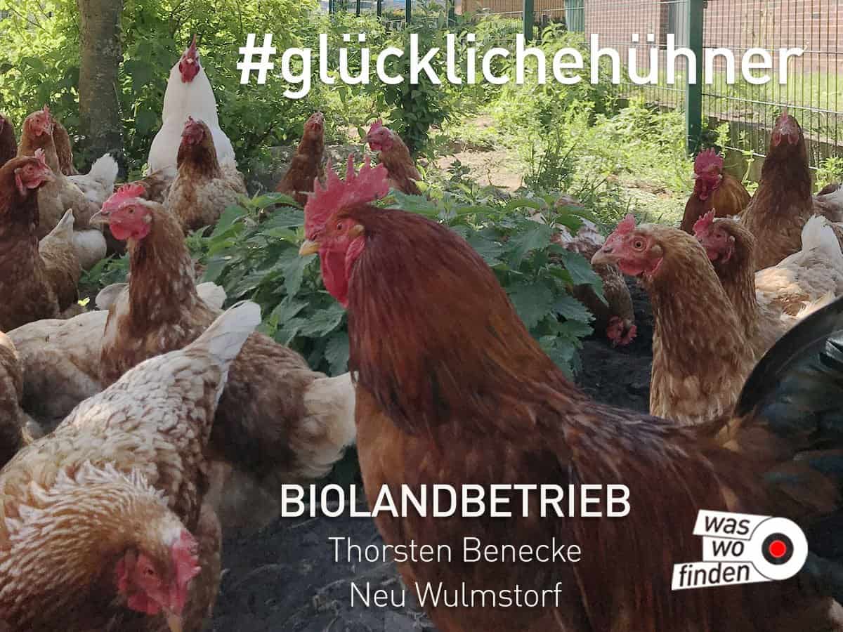 Glueckliche Hühner - Biolandbetrieb Benecke Neu Wulmstotf