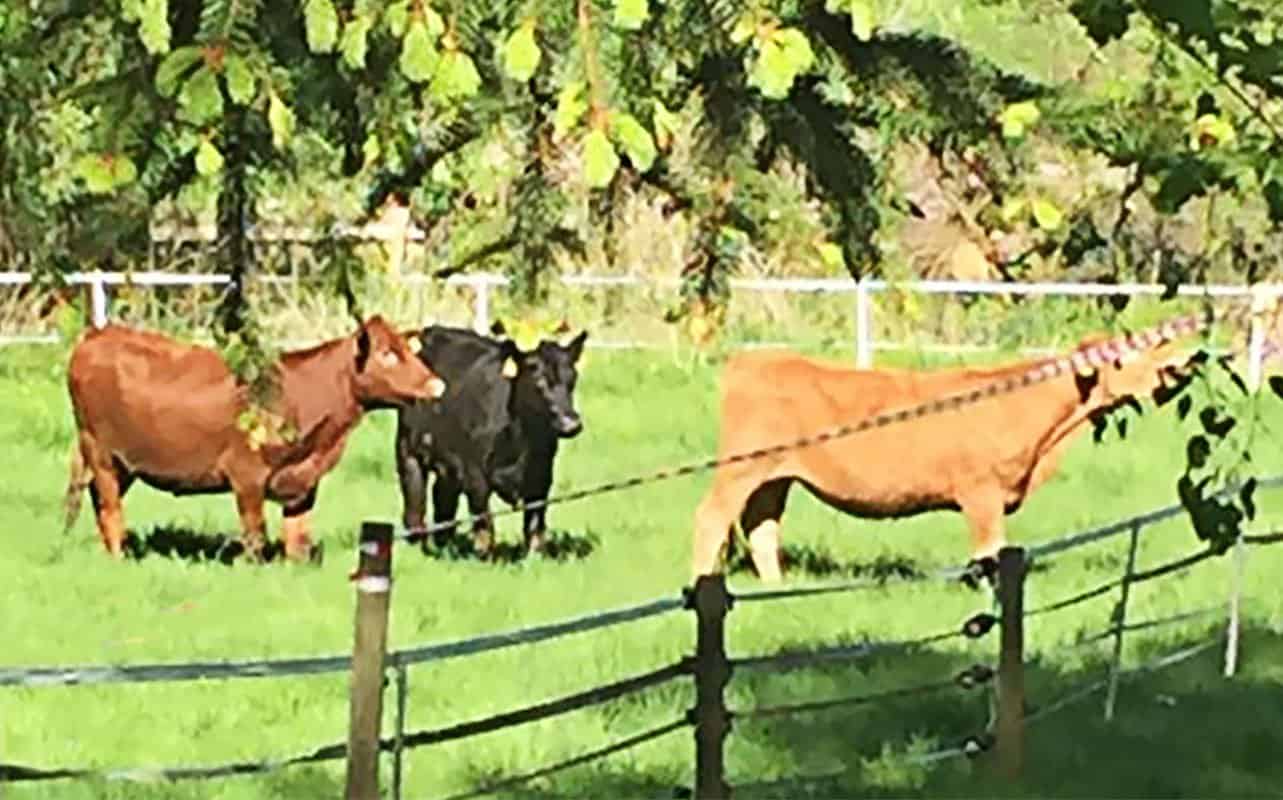 WasWoFindenDeutschAngusBenecke Bio-Rindfleisch im Landkreis Harburg - Biolandbetrieb Benecke