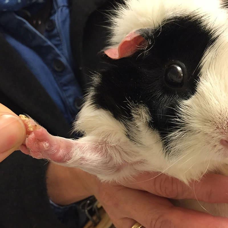 WasWoFinden!NachherMeerschweinchen