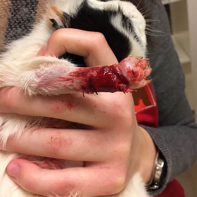 WasWoFinden!VorherMeerschweinchen