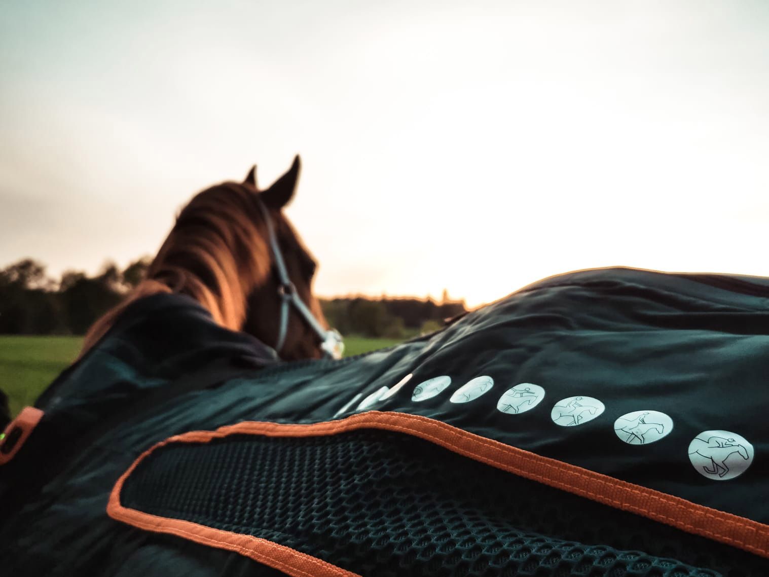 WasWoFinden Therapiesysteme Desinfektion für die Pferdehaltung - VetClean Nordheide