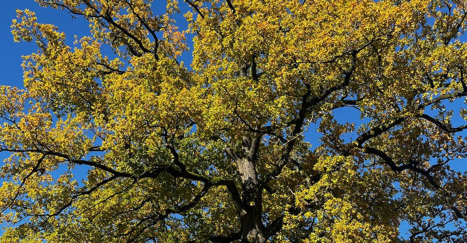 Alte Eiche - Lorenz von Ehren Jubiläum